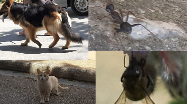 Περπατώντας, διδάσκουμε το παιδί με τα ζώα
